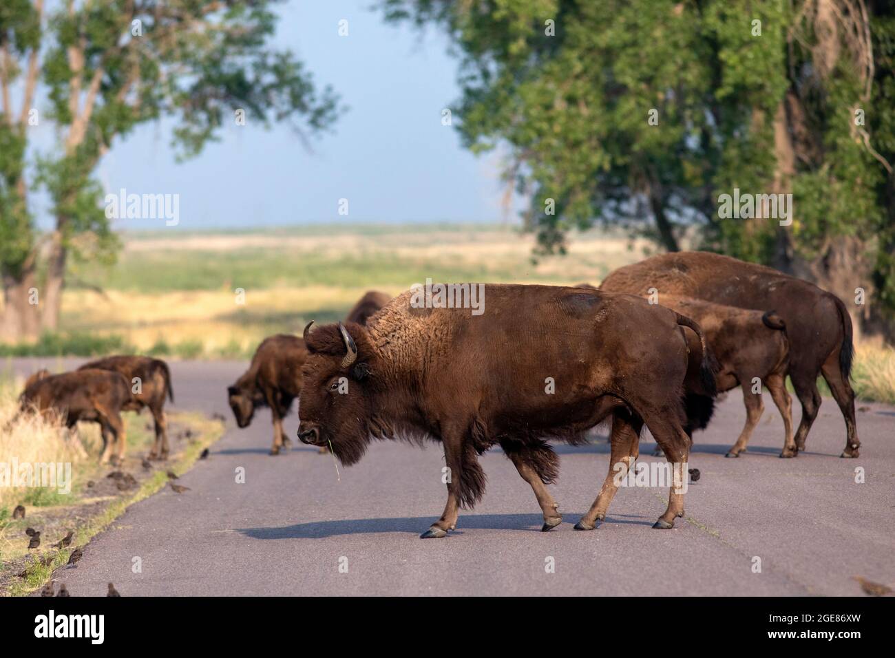 Herde von American Bison (Bison Bison) überquert Straße im Rocky Mountain Arsenal National Wildlife Refuge, Commerce City, in der Nähe von Denver, Colorado Stockfoto