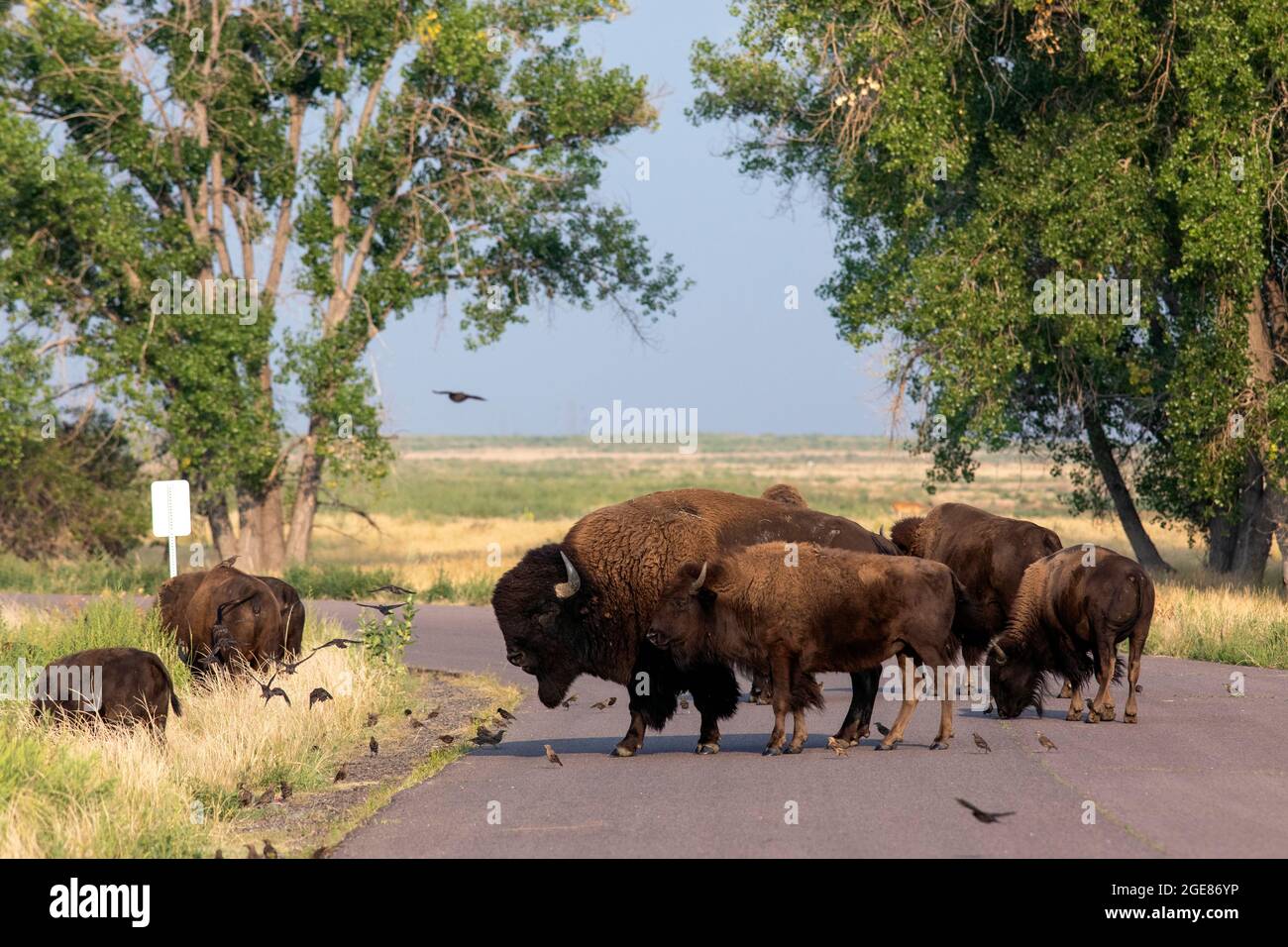 Herde von American Bison (Bison Bison) überquert Straße im Rocky Mountain Arsenal National Wildlife Refuge, Commerce City, in der Nähe von Denver, Colorado Stockfoto