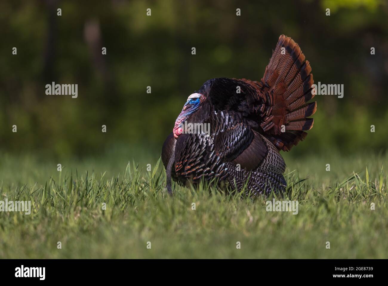 Tom turkey stolziert in einem nördlichen Wisconsin-Feld. Stockfoto
