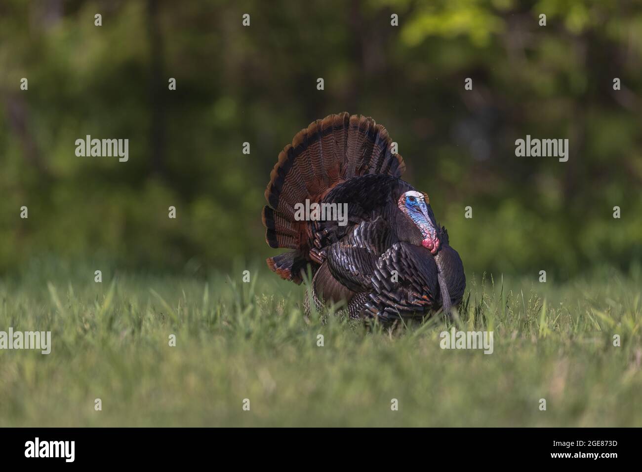 Tom turkey stolziert in einem nördlichen Wisconsin-Feld. Stockfoto