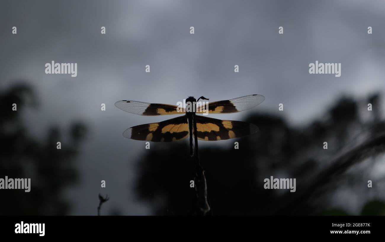 Darunter eine schwarz-gelbe Libelle, ähnlich einem gemalten Skimmer, der auf einem Stock unter einem Himmel mit dunklen Wolken thront Stockfoto