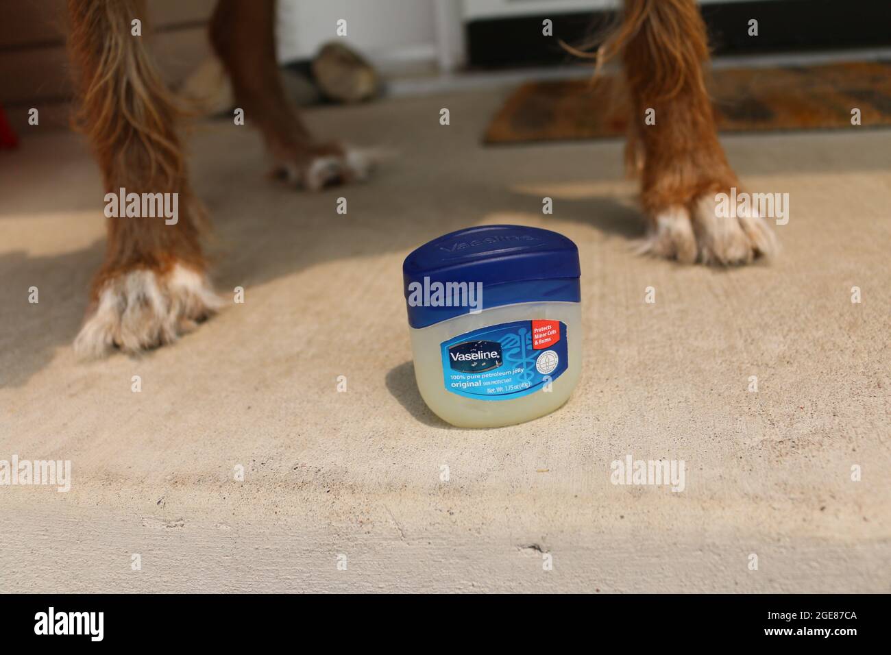 Vaseline und ein Hund Stockfotografie - Alamy