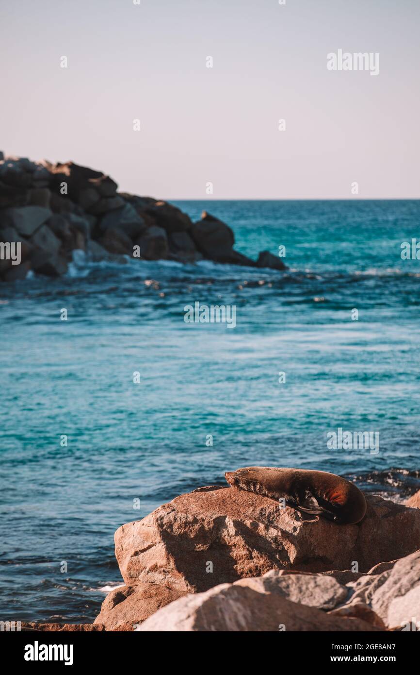 Australische Pelzrobbe, die auf einem Felsen sitzt. Stockfoto