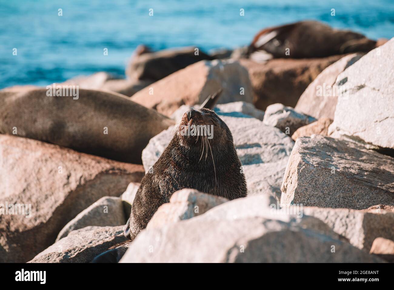 Australische Pelzrobbe, die auf einem Felsen sitzt. Stockfoto
