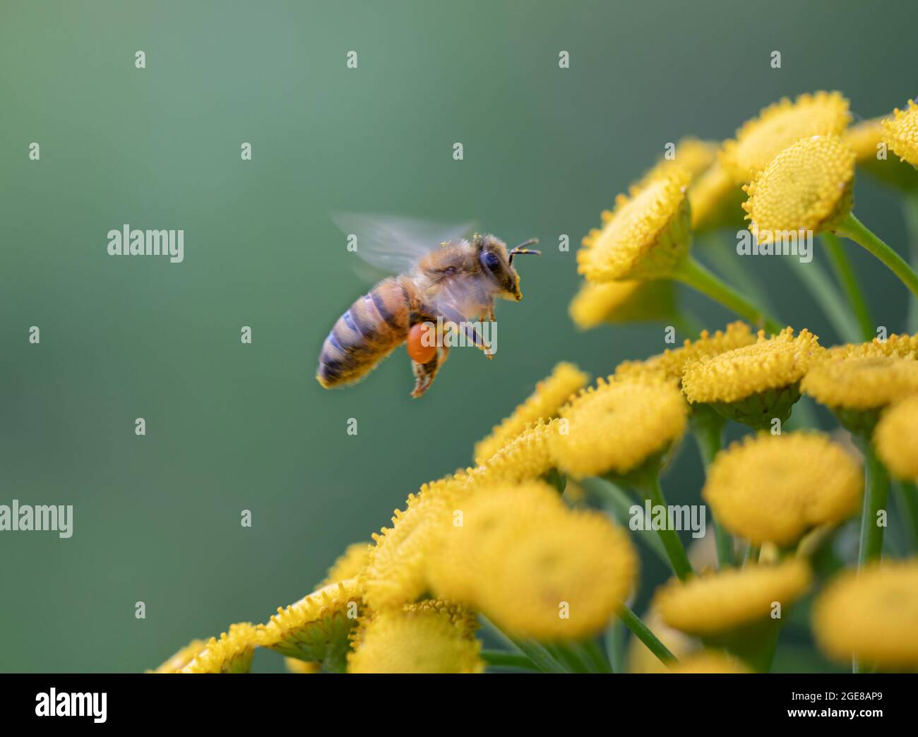 Eine Honigbiene, die in der Luft in der Nähe einer gelben Schafgarbe-Pflanze mit grünem Hintergrund schwebt Stockfoto