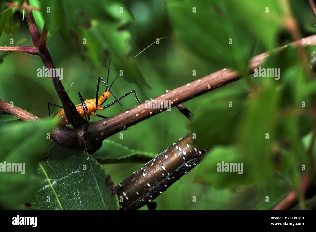 Der Milkweed Assassin Bug. Stockfoto