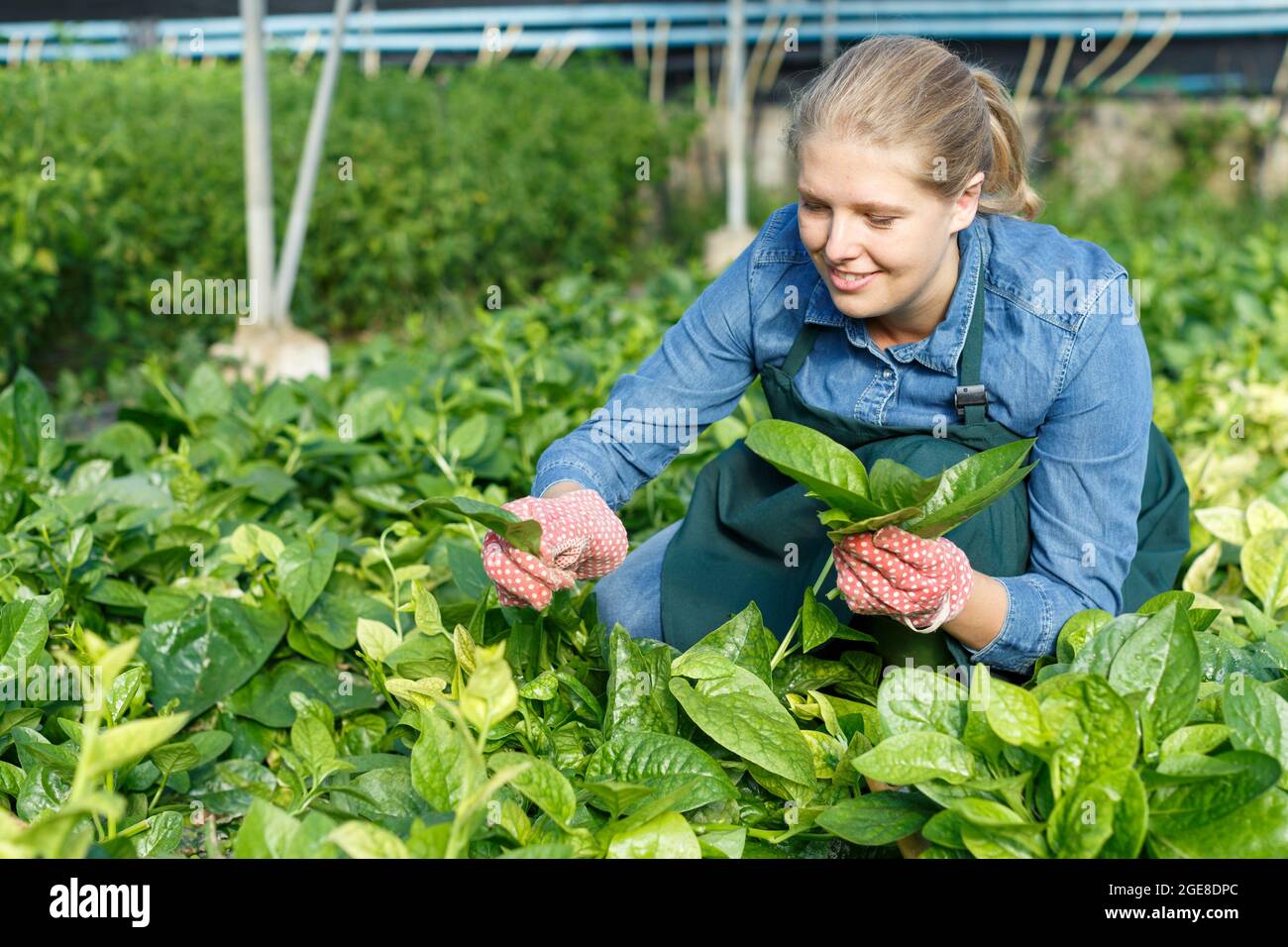 Positive weibliche Gärtnerin an der Schürze, die mit schleichenden Spinat arbeitet Stockfoto