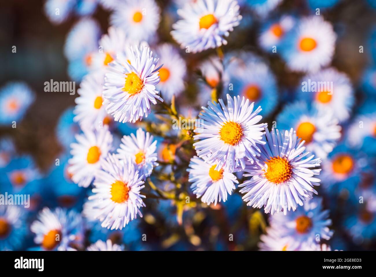 Blaue Asterblume blüht im Garten. Selektiver Fokus. Geringe Schärfentiefe. Stockfoto