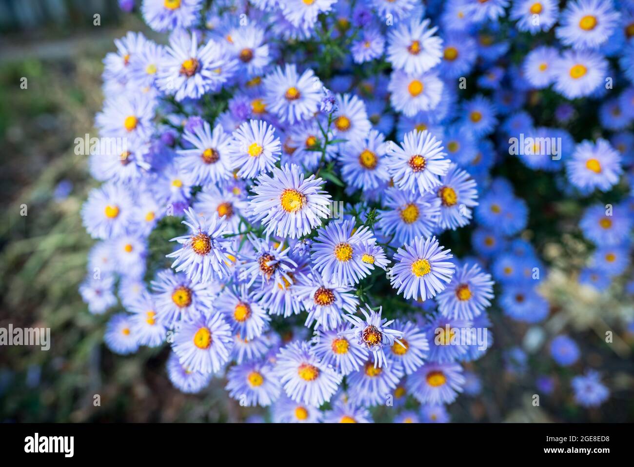 Blaue Asterblume blüht im Garten. Selektiver Fokus. Geringe Schärfentiefe. Stockfoto