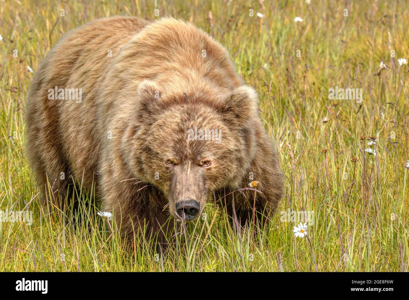 Alaskan Brown Bear im Lake Clark National Park, Alaska Stockfoto