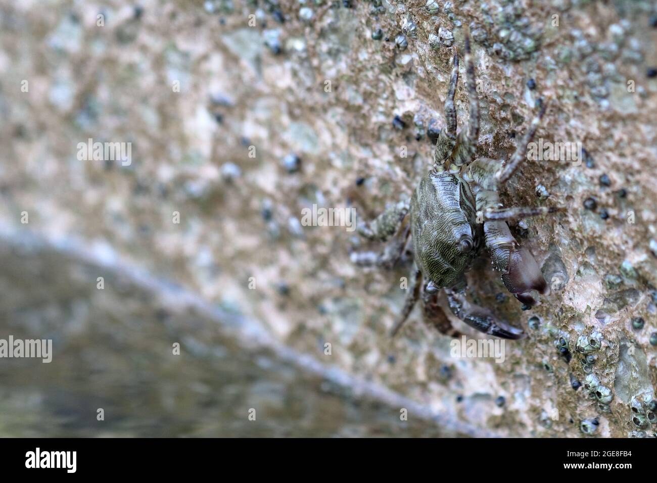 Selektive Nahaufnahme einer kleinen grauen Krabbe an der steinigen Wand Stockfoto