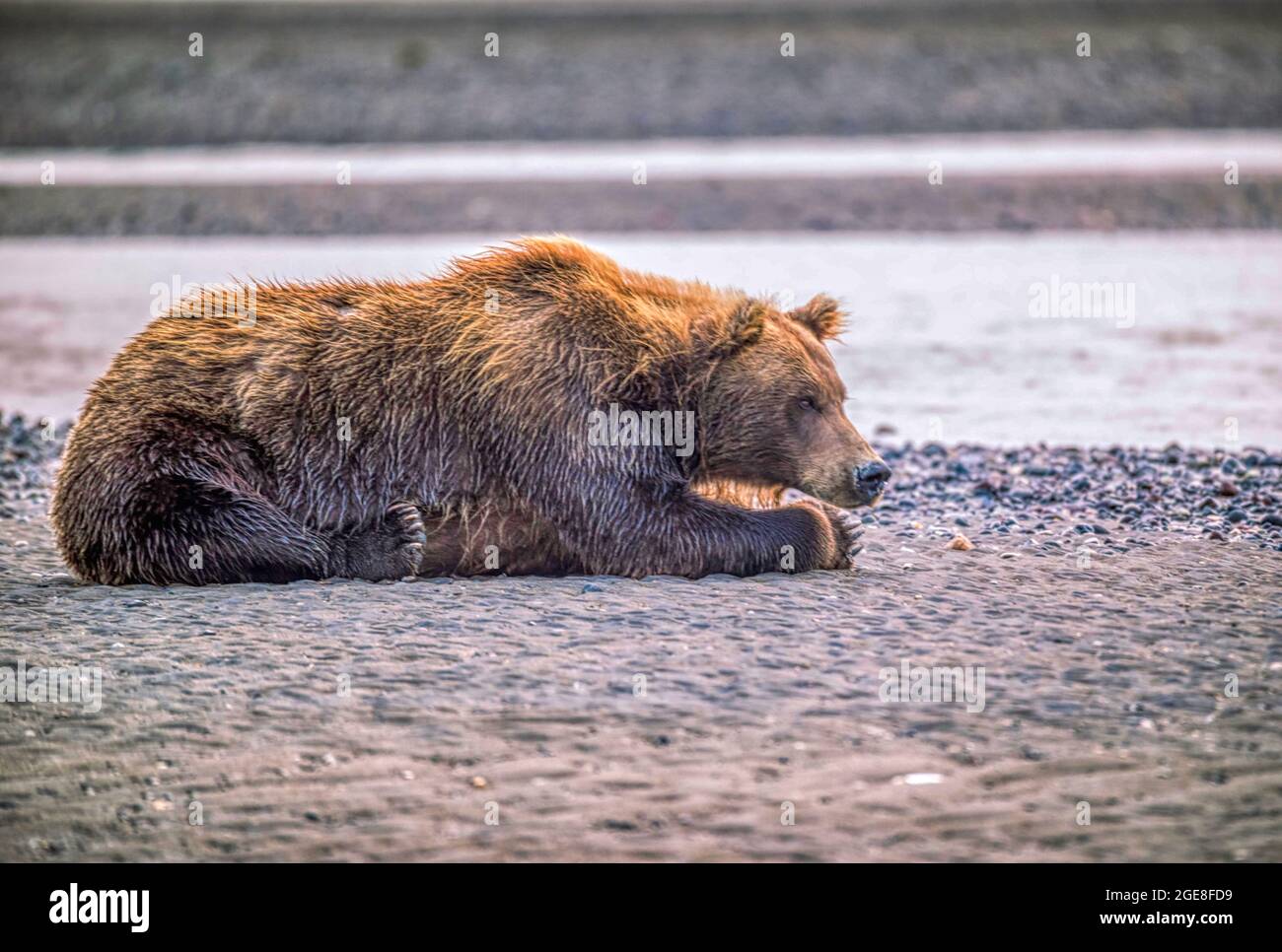 Alaskan Brown Bear im Lake Clark National Park, Alaska Stockfoto