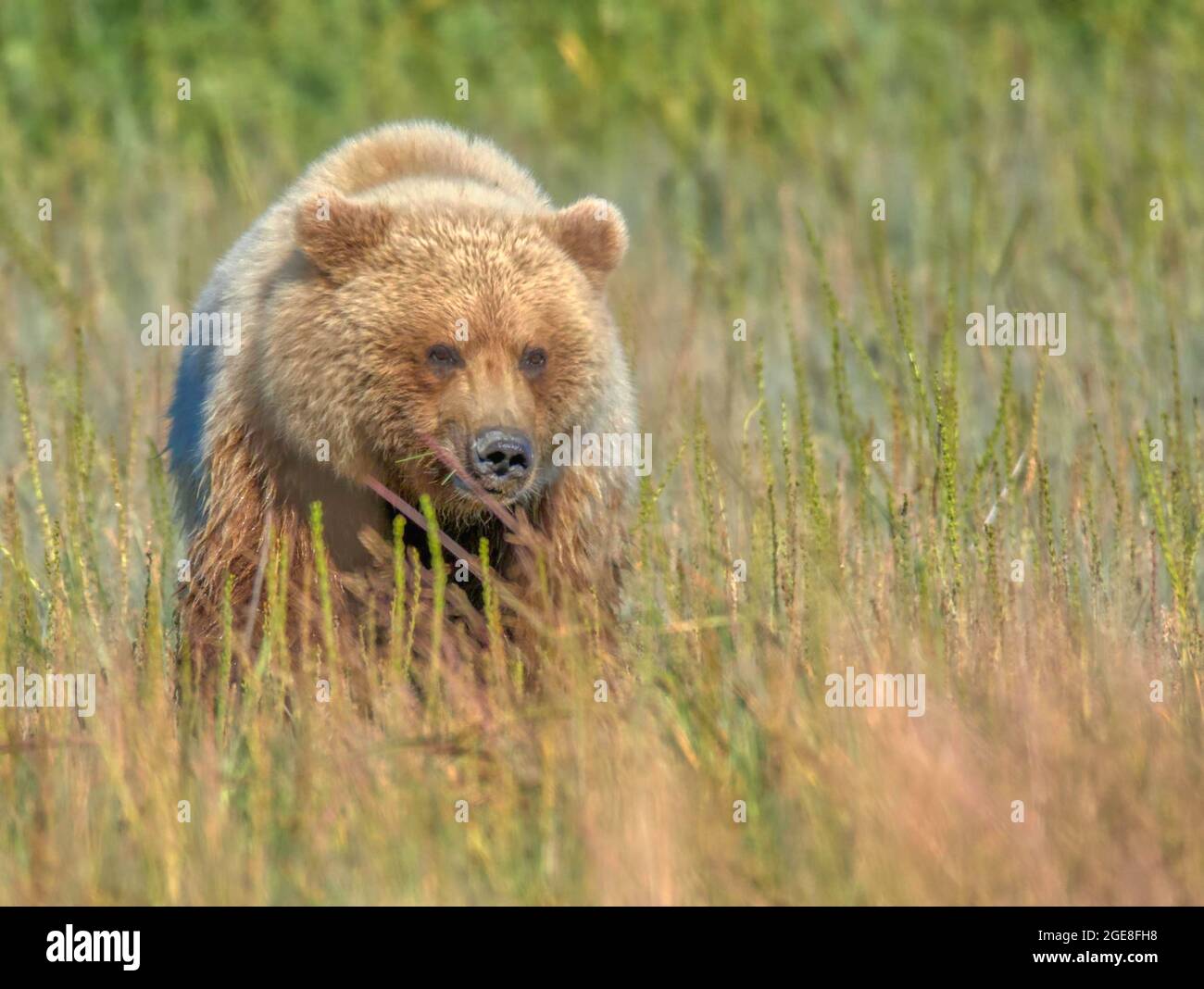 Alaskan Brown Bear im Lake Clark National Park, Alaska Stockfoto