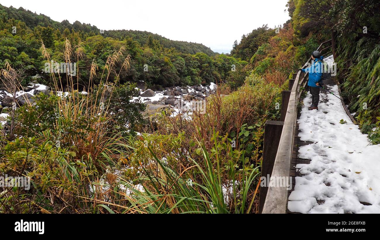 Eine Frau mittleren Alters (62) auf den Wilkies Pools spazieren im Winter. Egmont National Park, NZ. Stockfoto