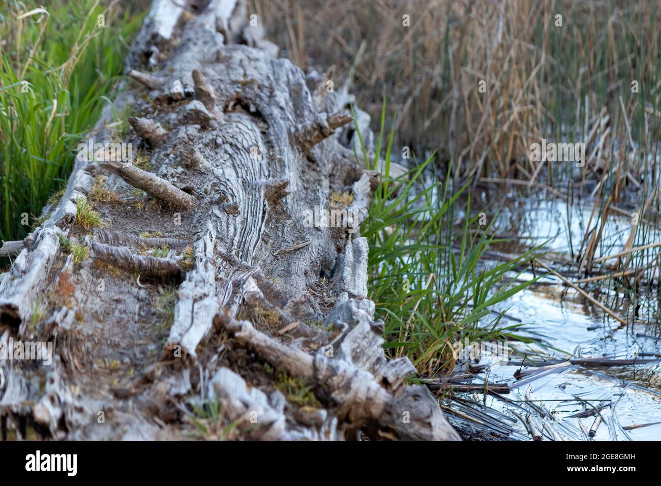 Alt abgenutzter Baumstamm tauchte in das seichte Wasser ein Stockfoto