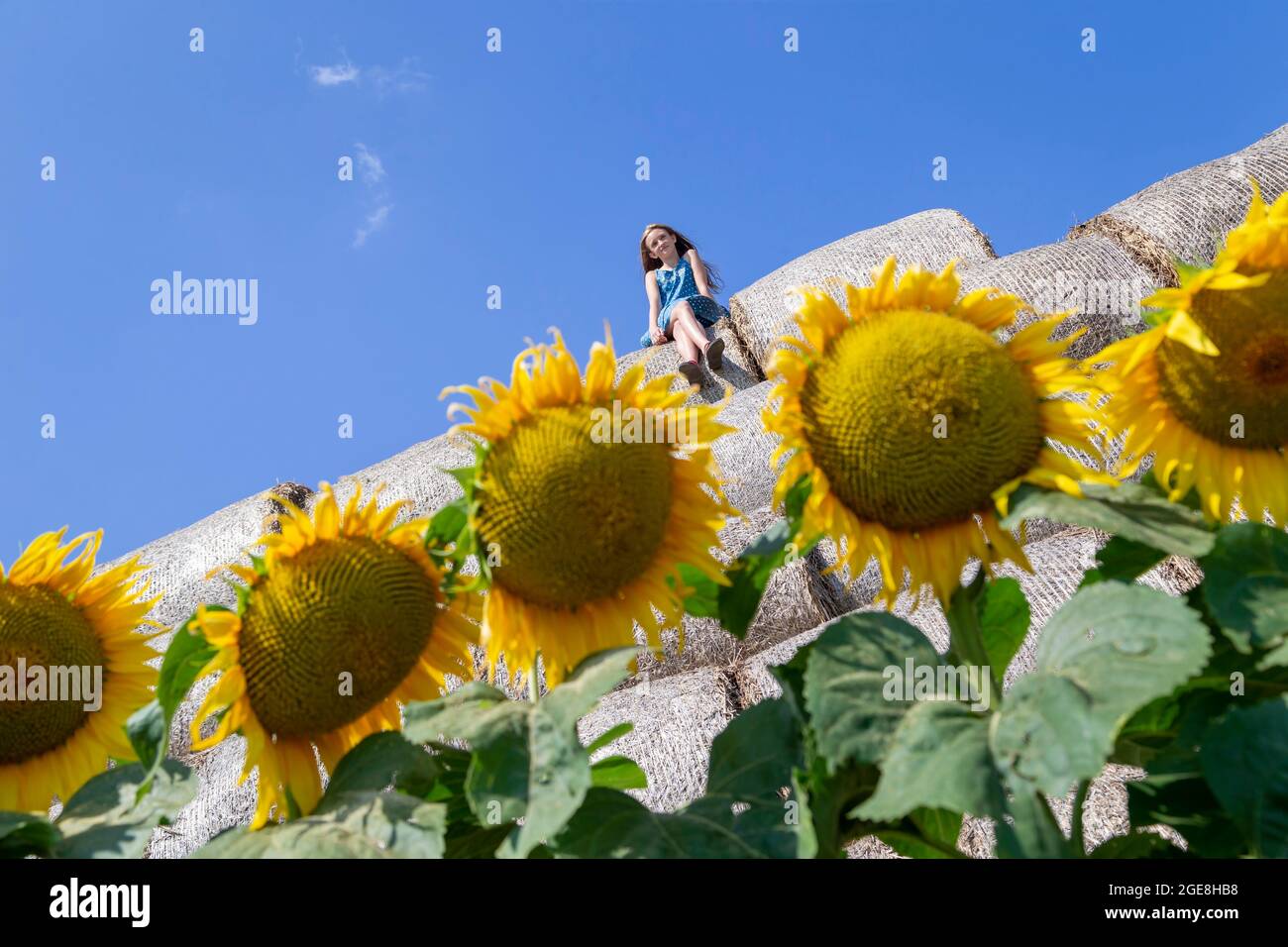 Mädchen sitzt auf dem Heuballen mit Sonnenblumen im Vordergrund. Generation z. Stockfoto