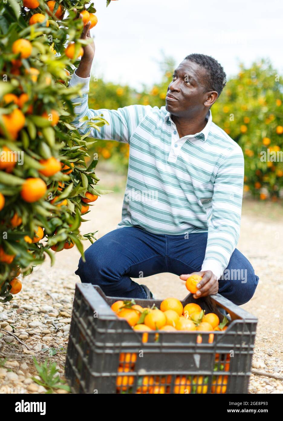 Afroamerikanischer Mann pflückt reife Mandarinen Stockfoto