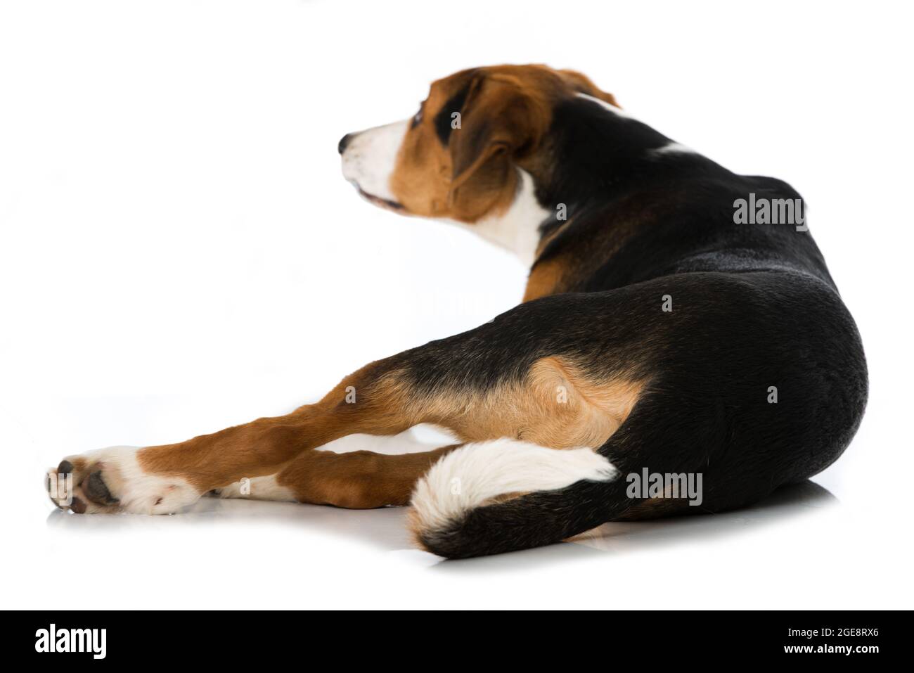 Cute Mischlingshund isoliert auf weiß Stockfoto