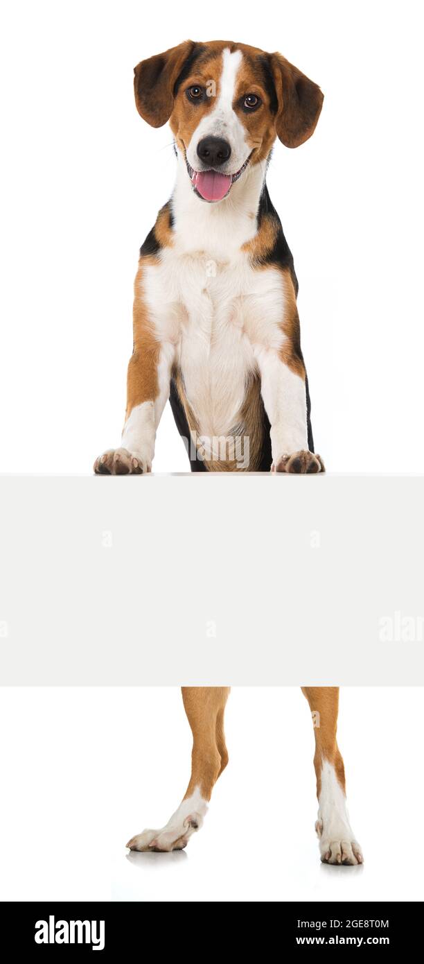 Cute Mischlingshund isoliert auf weiß Stockfoto