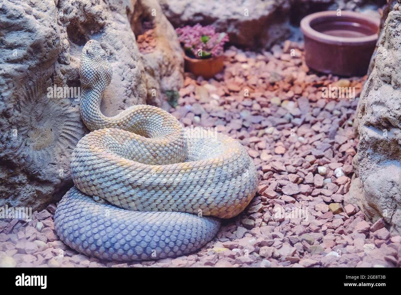 Nahaufnahme einer seltenen Aruba-Klapperschlange (Crotalus durissus unicolor) in einem Zoo Stockfoto