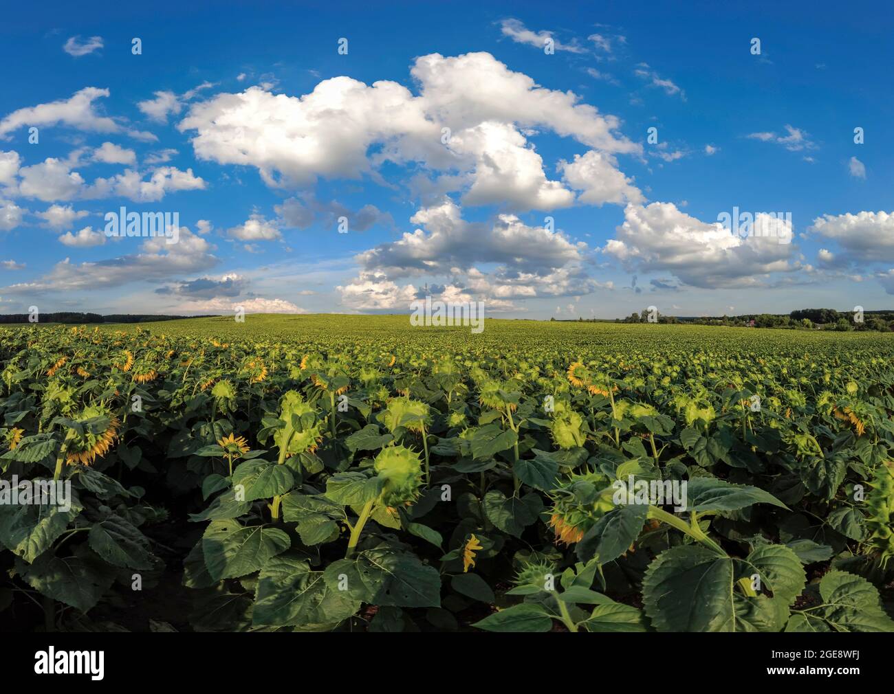 Sonnenblumen Feld in hellen sonnigen Tag mit blauem Himmel und geschwollene Wolken. Sommerzeit auf dem Land. Stockfoto