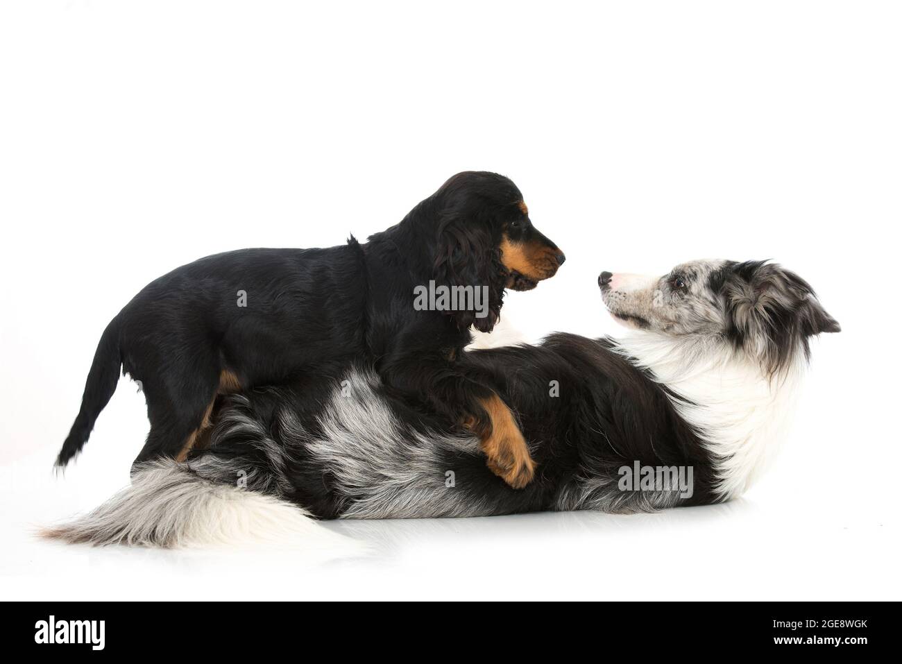 Zwei Hunde spielen isoliert auf Weiß Stockfoto