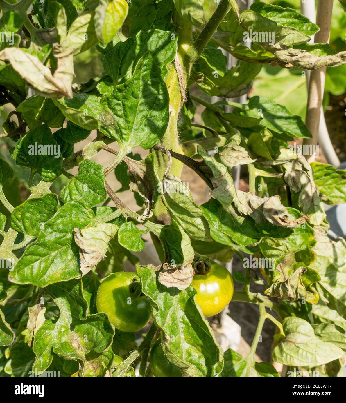 Die Blätter einer Tomatenpflanze, die von der Schwärze betroffen ist (Phytophthora infestans), England, Großbritannien Stockfoto