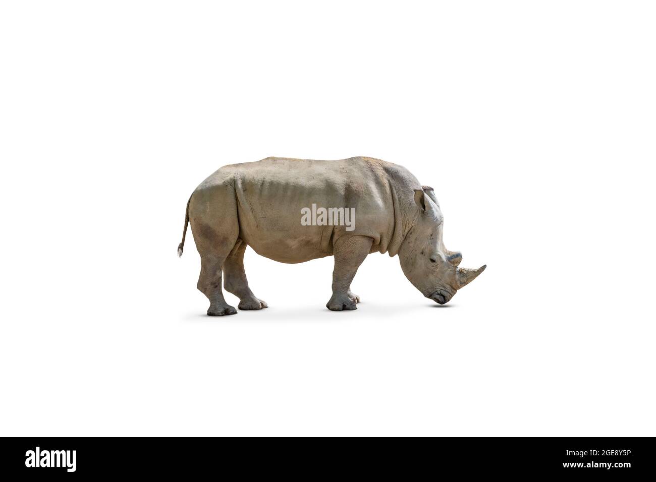 Weißes Nashorn oder Nashorn isoliert auf weißem Hintergrund. Stockfoto