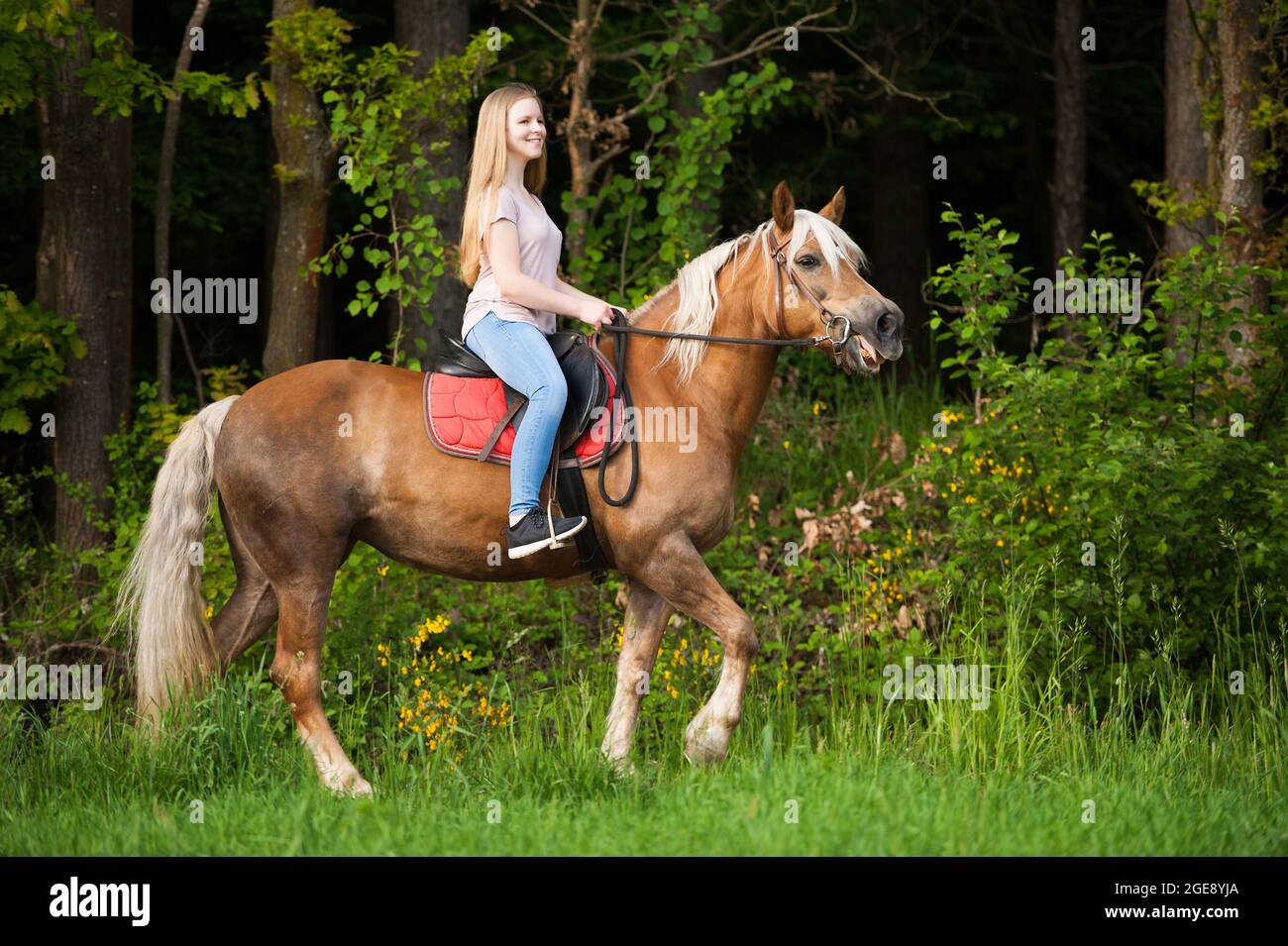 Mädchen mit haflinger Pferd in Natur Hintergrund Stockfoto