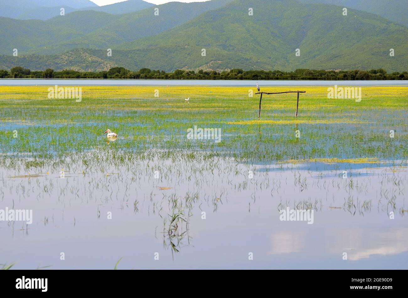 Griechenland, Landschaft mit Wasservögeln am Kerkini-See in Zentralmakedonien Stockfoto