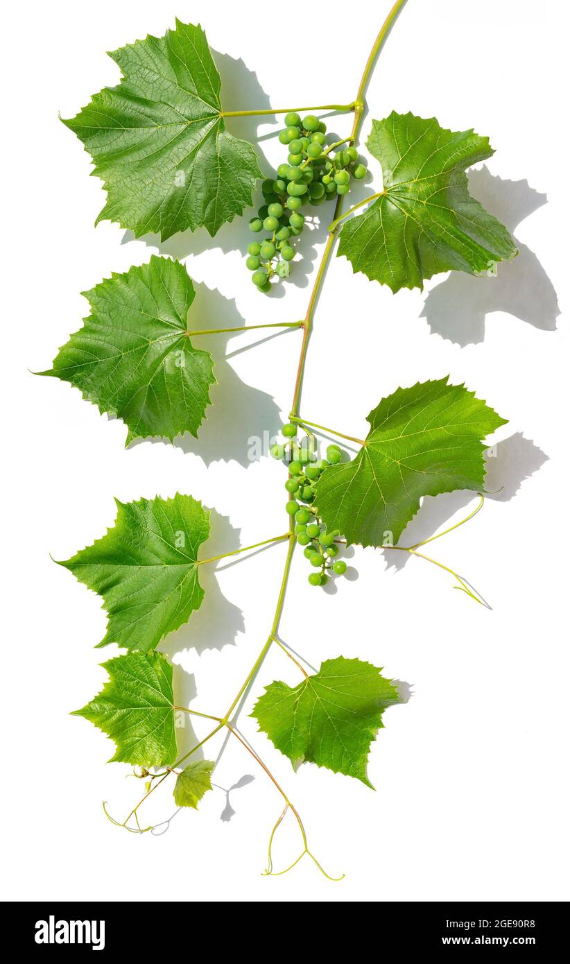 Frischer Zweig unreifer unreifer Weinrebe auf weißem Hintergrund Stockfoto
