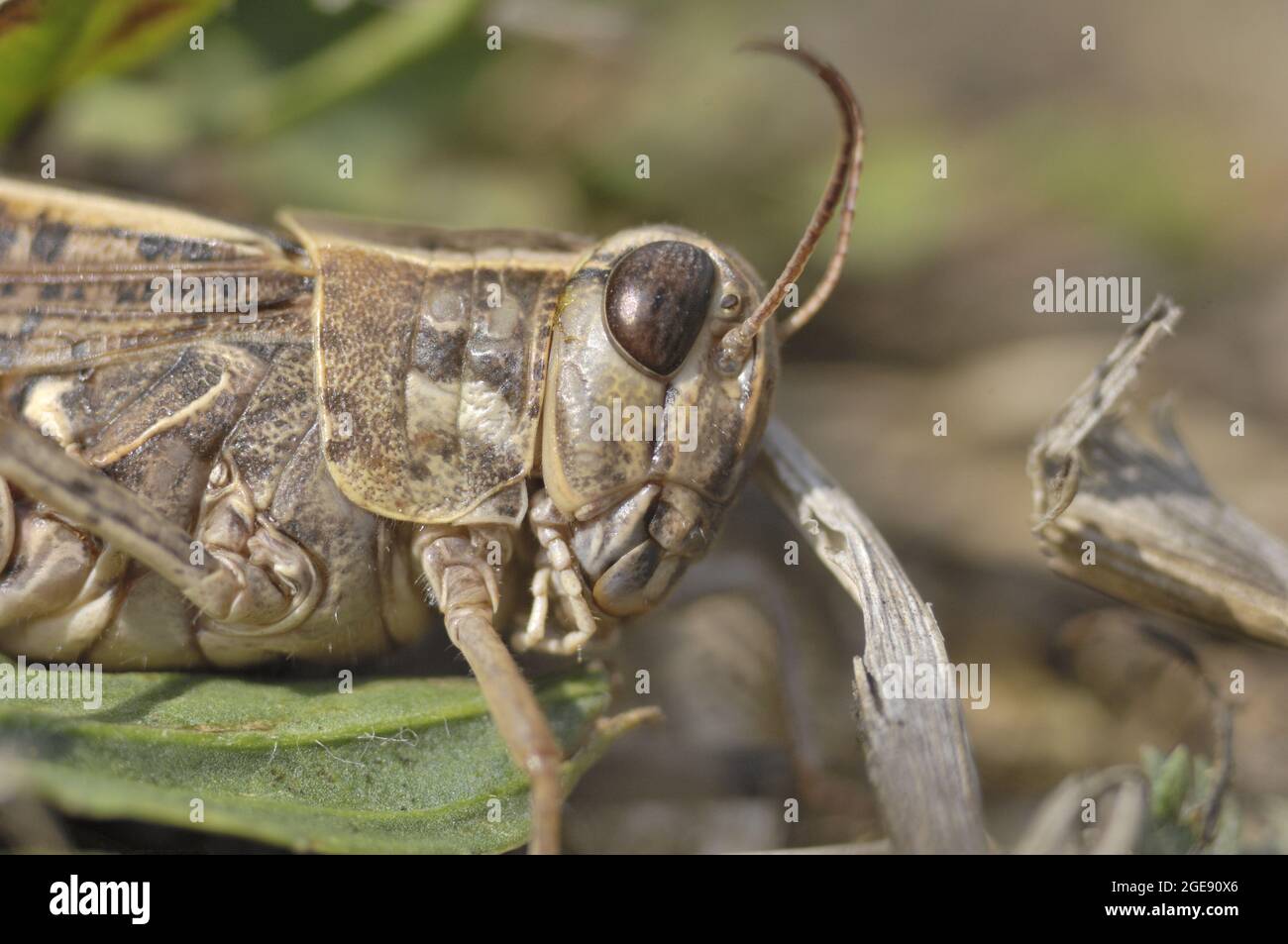 Italienische Heuschrecke (Calliptamus italicus) auf Gras auf einer getrockneten Wiese Aveyron - Frankreich Stockfoto