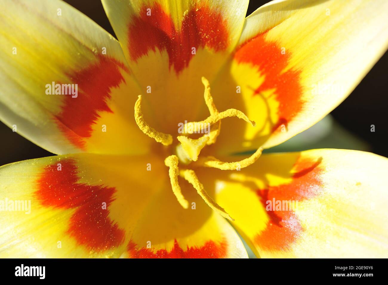 Tulpe (Tulipa sp) blüht im Frühling in einem Garten Provence - Frankreich Stockfoto