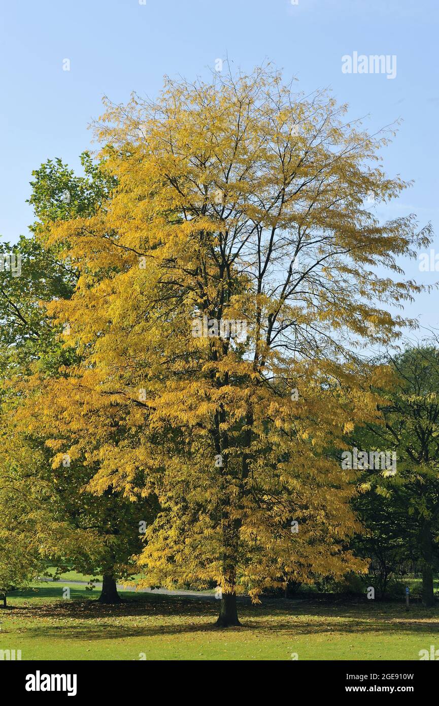 Honigheuschrecke - dornige Heuschrecke - Honigheuschrecke (Gleditsia triacanthos) mit farbigen Herbstblättern Meise Botanical Garden - Belgien Stockfoto