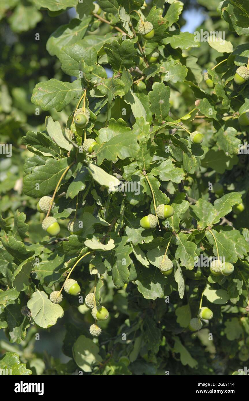 Gemeine Eiche - Pedunculate Eiche - Englische Eiche (Quercus robur - Quercus pedunculata) mit Eicheln am Ende des Sommers - Belgien Stockfoto