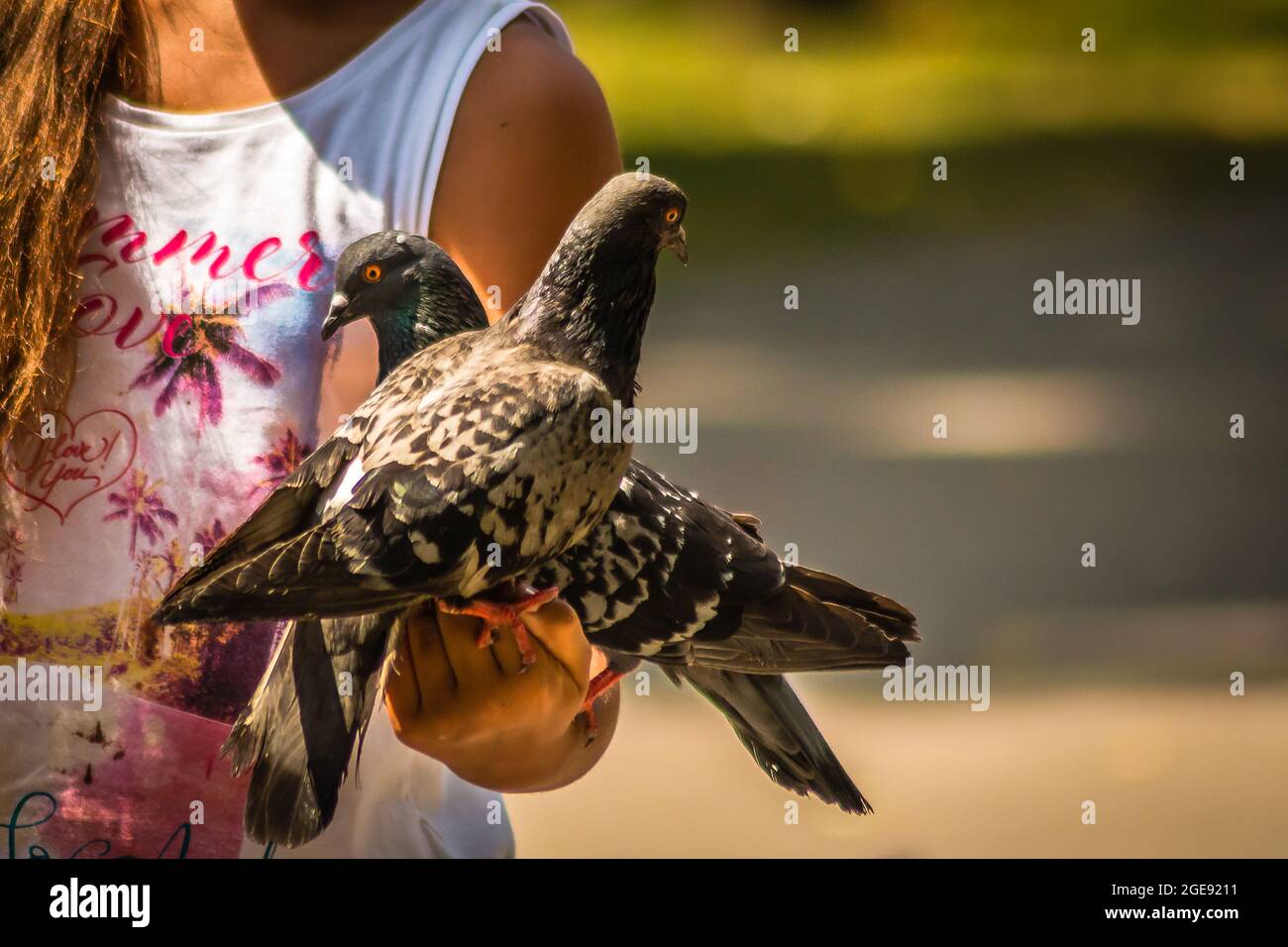 Ein Paar Tauben, die auf der Hand eines Kindes sitzen Stockfoto