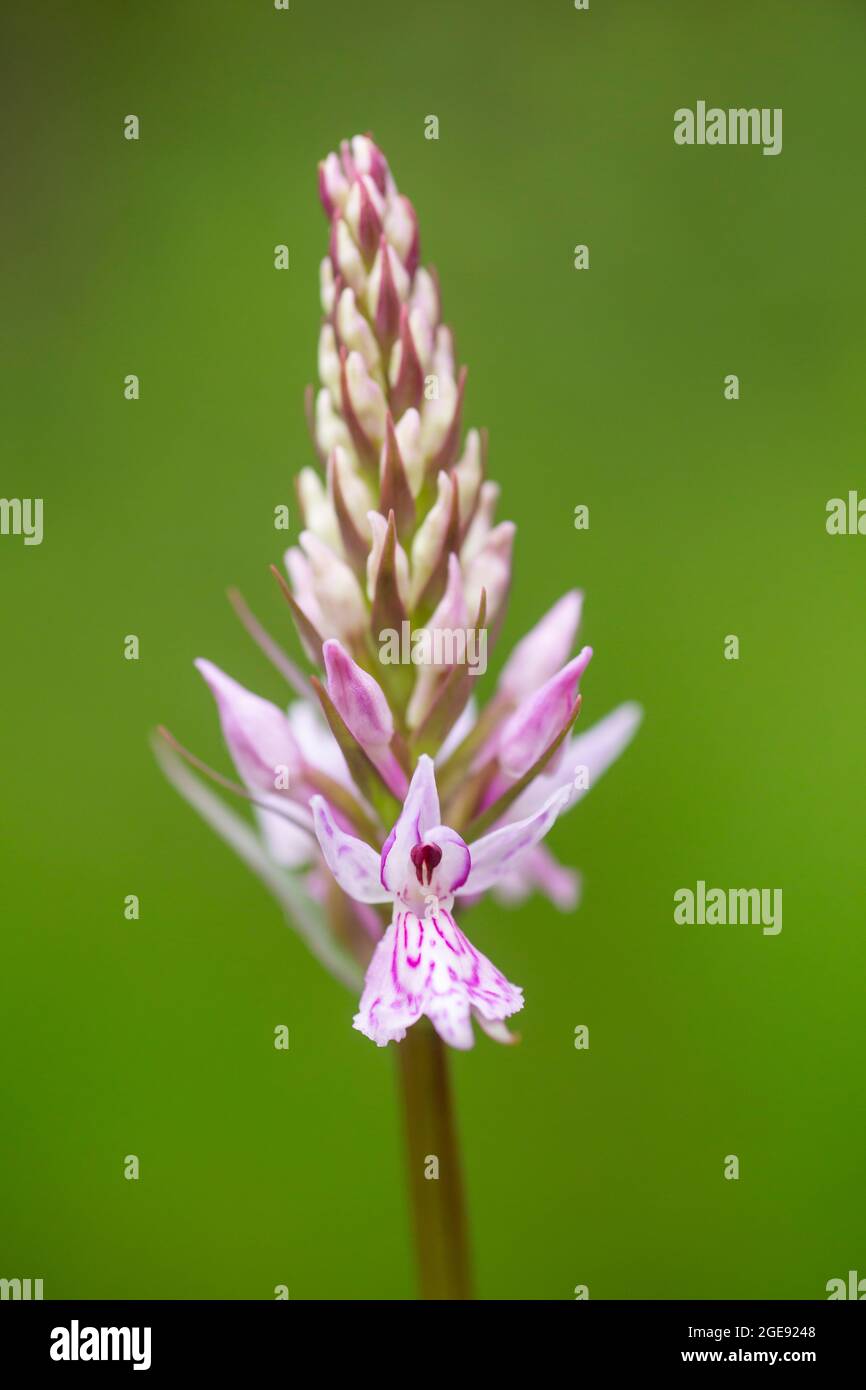 Hellvioletter Blütenstand der gemeinen Fleckenkorchidee (Dactylorhiza fuchsii), die in estnischer Natur wild wächst Stockfoto