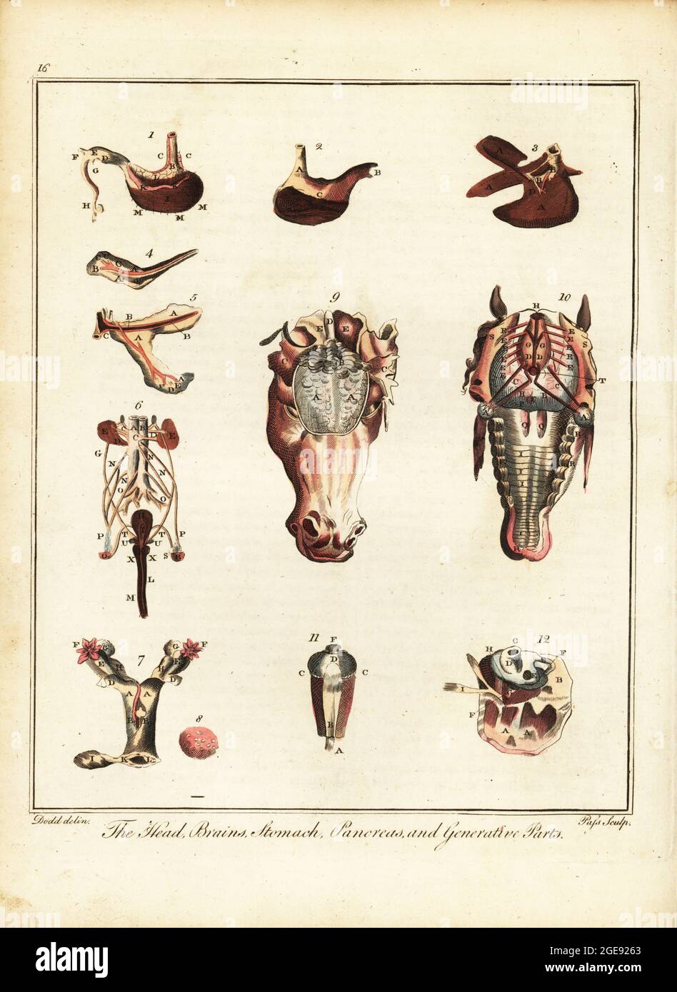 Anatomie eines Pferdes. Kopf, Gehirn, Magen, Bauchspeicheldrüse und generative Teile. Magen 1,2, Leber 3, Milz 4, Bauchspeicheldrüse 5, Nieren 6, Gebärmutter 7, Eierstöcke 8, Gehirn 9, Nervensystem 10, Auge 11, Ear 12. Handkolorierter Kupferstich von J. Pass nach einer Illustration von Daniel Dodd/J. Stead aus William Augustus Osbaldistons The British Sportsman, or Adleman, Gentleman and Farmer’s Dictionary of Recreation and Amusement, J. Stead, London, 1792. Stockfoto