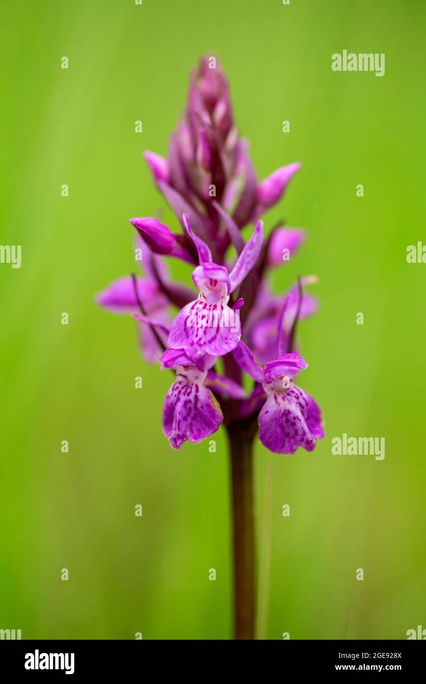 Lila Blütenstand der wilden Orchidee, Dactylorhiza russowii wächst im Feuchtgebiet in estnischer Natur Stockfoto