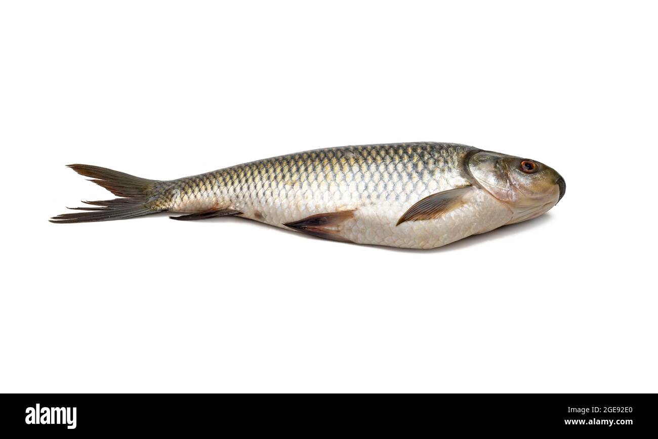 Frischer Rohu-Karpfenfisch aus der Nähe auf isoliertem weißem Hintergrund Stockfoto