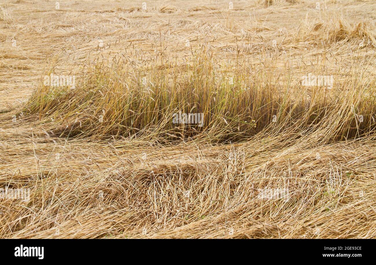 Verwüstete Ernte: Getreide durch Wind und Regen auf einem Feld abgeflacht Stockfoto