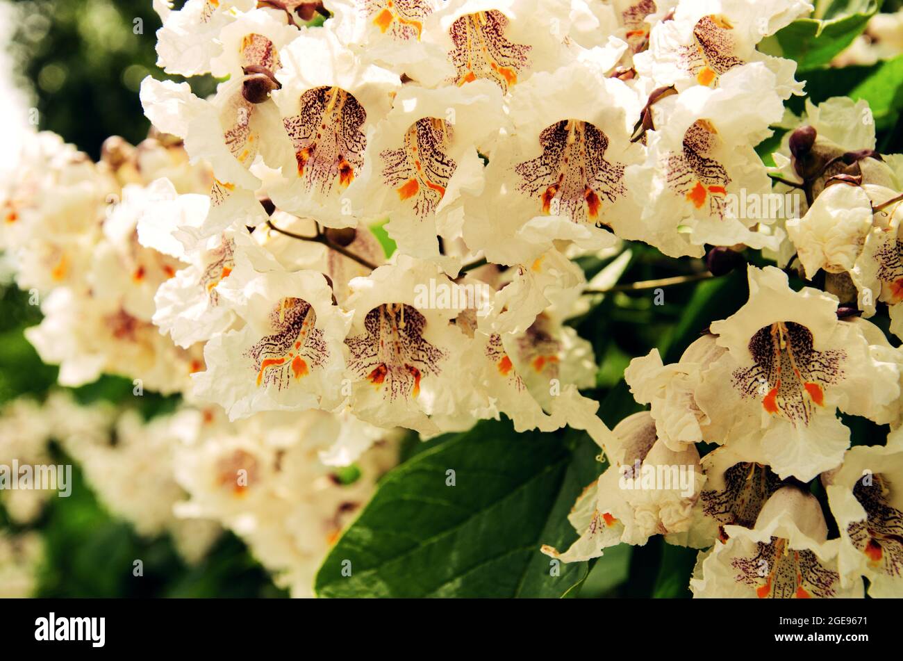 Blühender Baum Catalpa bignonioides. Üppig blühende Rispen aus weißen Blüten von Zigarrenbäumen oder indischen Bohnenbäumen im Frühling Stockfoto