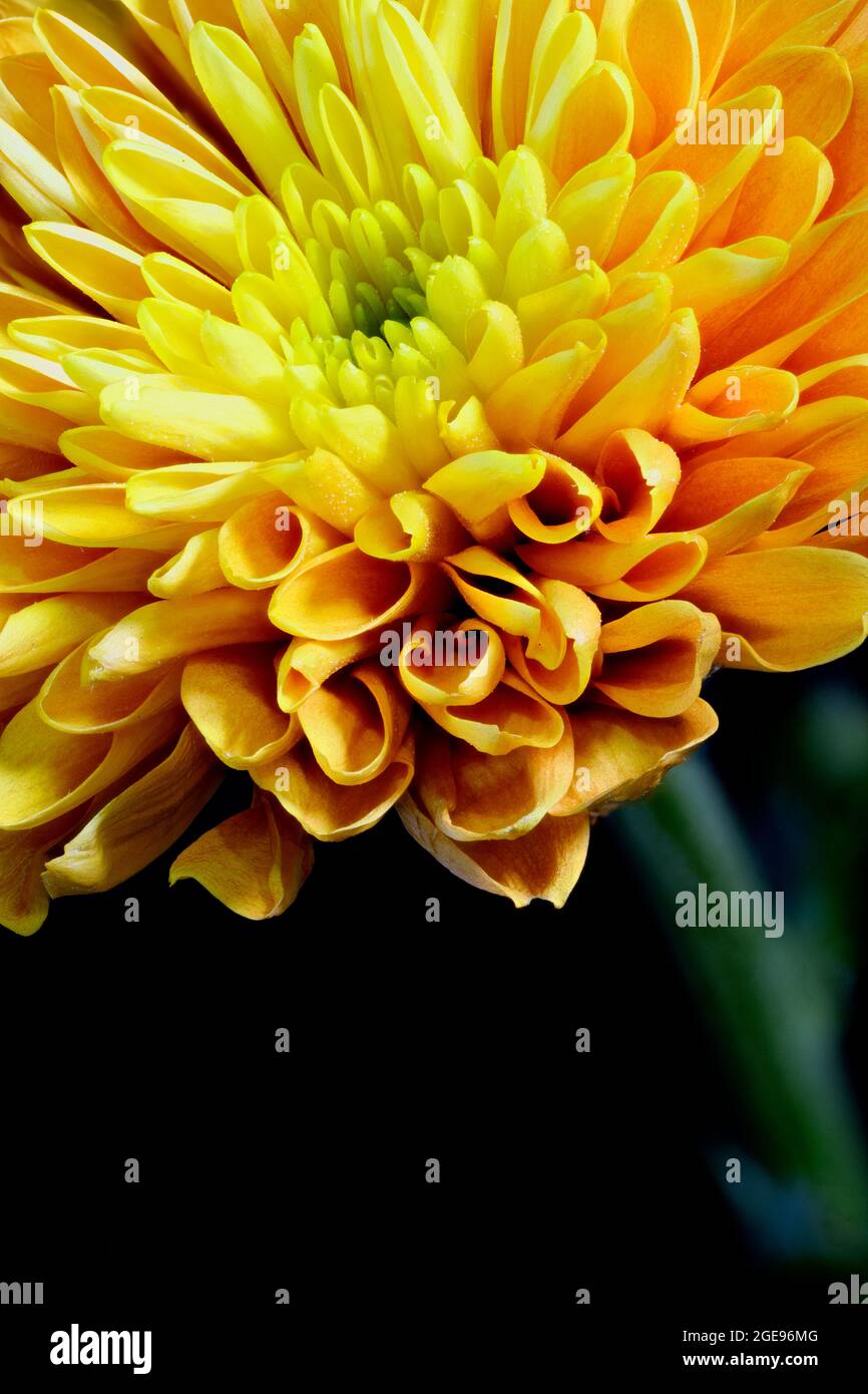 Nahaufnahme einer schönen orangefarbenen Chrysanthemum-Blume Stockfoto