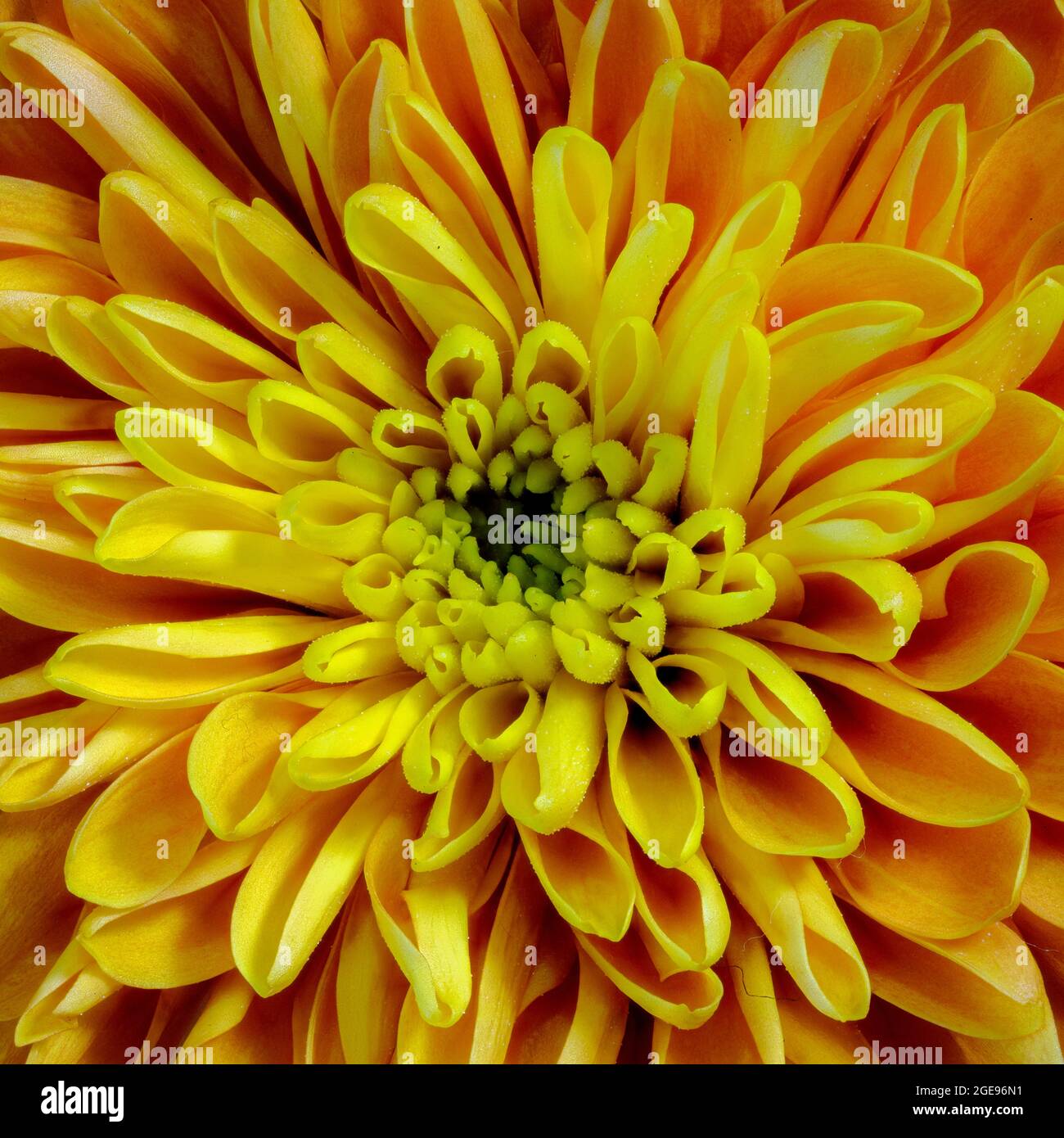 Nahaufnahme einer schönen orangefarbenen Chrysanthemum-Blume Stockfoto
