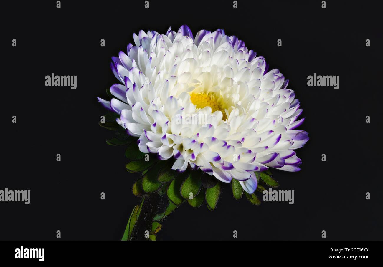 Eine wunderschöne einzelne violette und weiße Asterblume, fotografiert vor einem schlichten schwarzen Hintergrund Stockfoto
