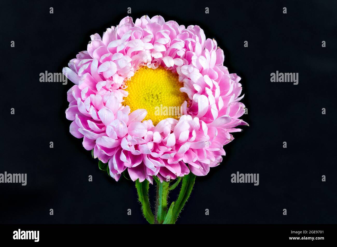 Eine wunderschöne einzelne rosa Asterblume, fotografiert vor einem schlichten schwarzen Hintergrund Stockfoto