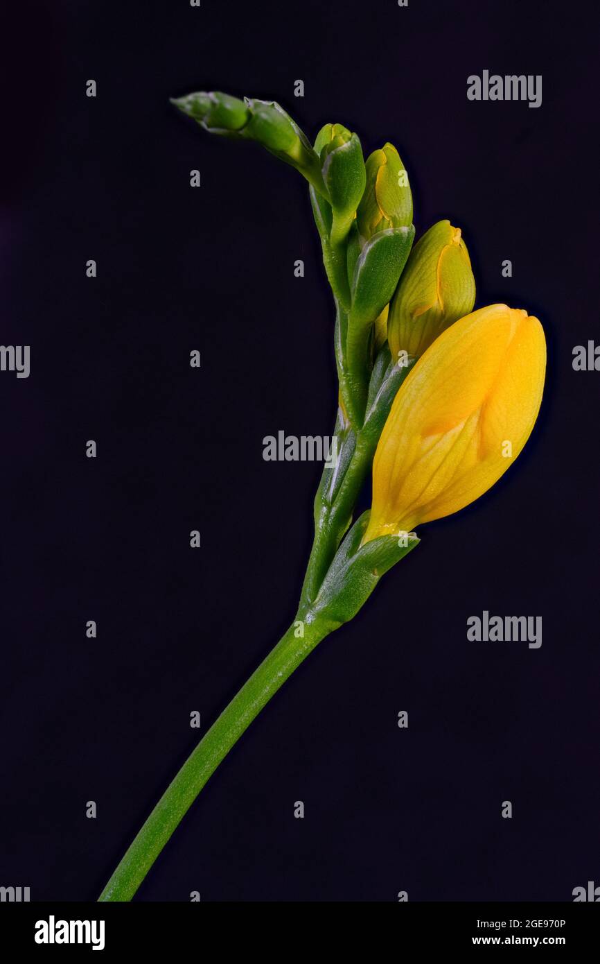 Wunderschöne gelbe Freesia-Blumen, fotografiert vor einem schlichten schwarzen Hintergrund Stockfoto