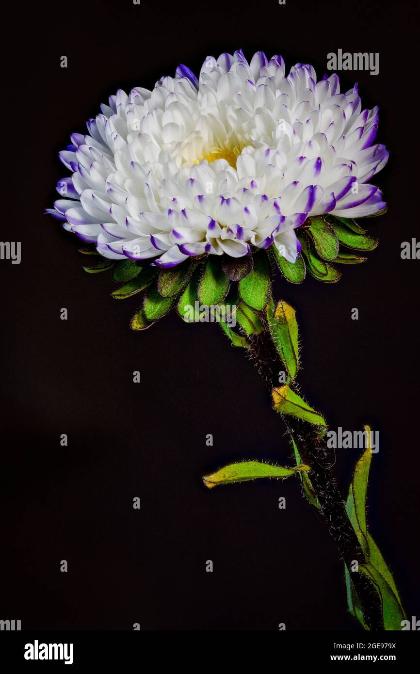 Eine wunderschöne einzelne violette und weiße Asterblume, fotografiert vor einem schlichten schwarzen Hintergrund Stockfoto