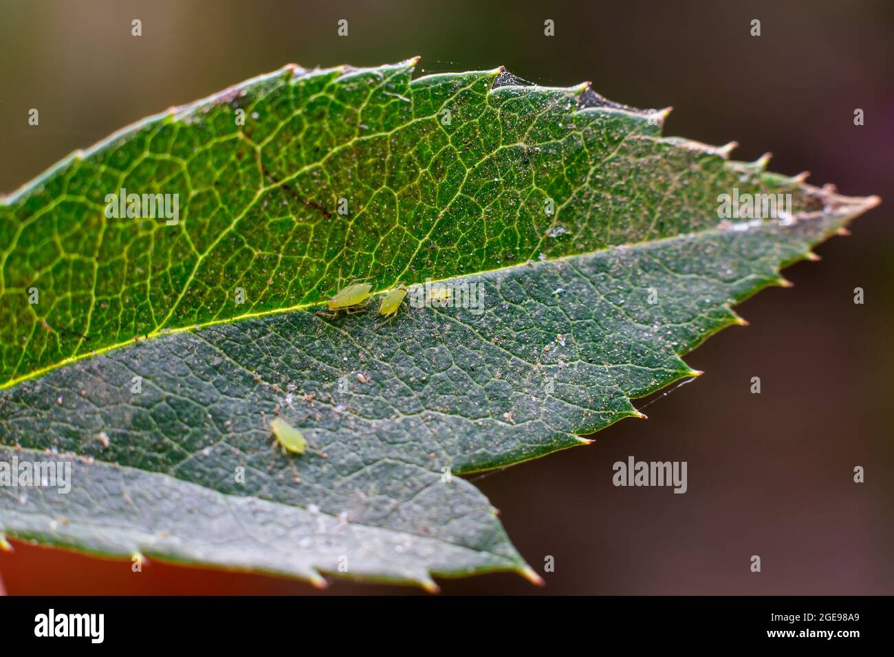 Blattläuse auf dem Blatt der Pflanze. Blattläuse sind die größten Pflanzenschädlinge in der Landwirtschaft, die den zellsaft saugen und verschiedene Schäden verursachen. Stockfoto