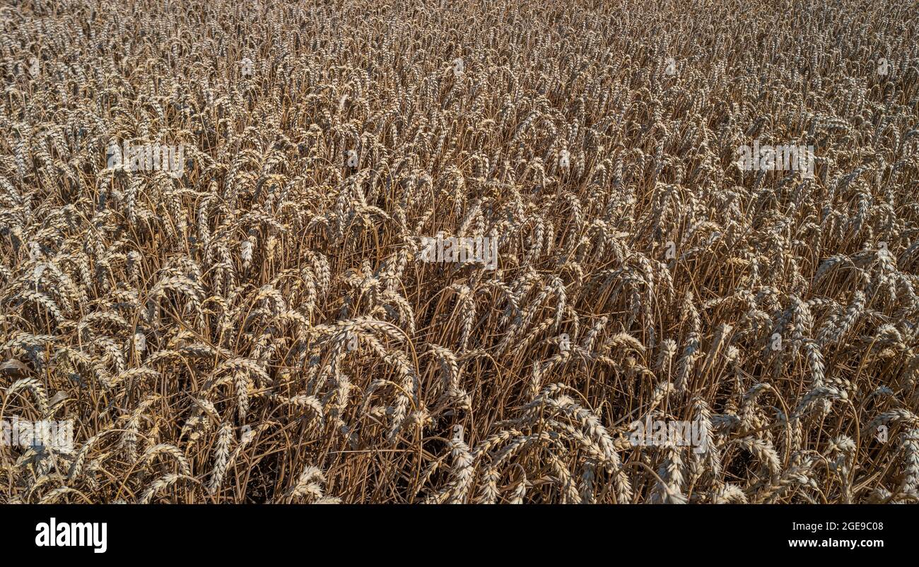 Panoramablick über die wunderschöne Farmlandschaft mit milden Weizenanbau im Spätsommer an sonnigen Tagen als Hintergrund Stockfoto